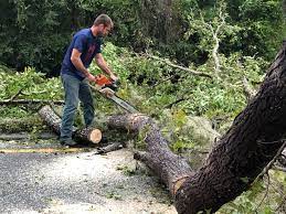 Best Tree Removal  in Rinna, VA