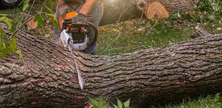 Best Hazardous Tree Removal  in Rinna, VA