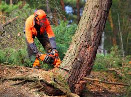Best Stump Grinding and Removal  in Rinna, VA