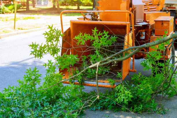 Best Hedge Trimming  in Rinna, VA