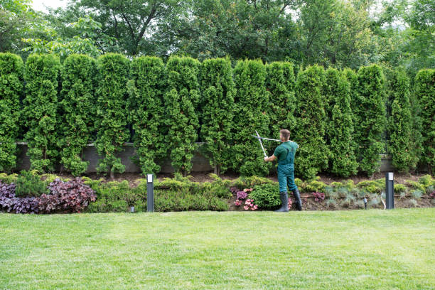 Best Sod Installation  in Rinna, VA