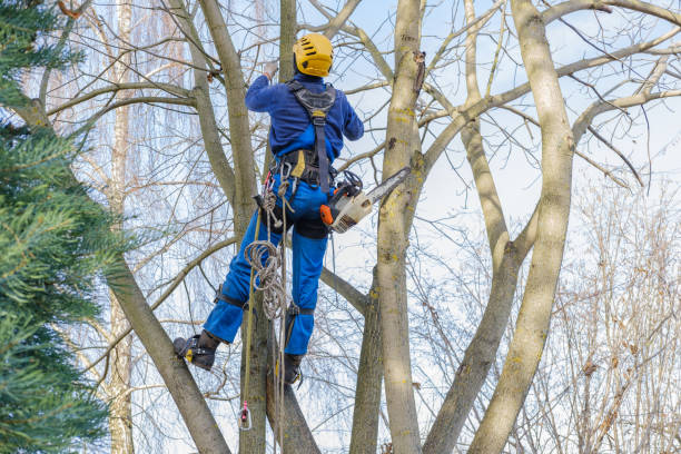 Best Tree Disease Treatment  in Rinna, VA