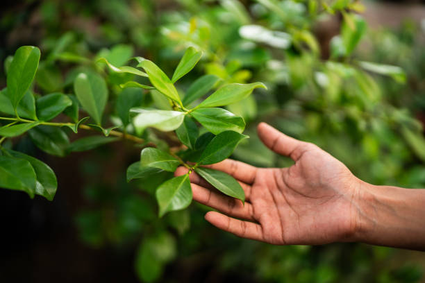 Reliable Rivanna, VA Tree Services Solutions