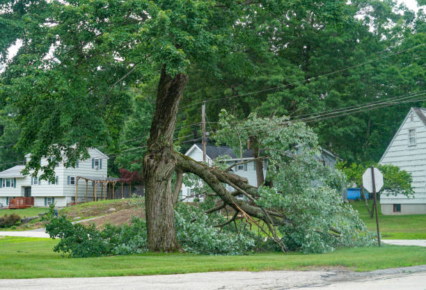 Best Tree Risk Assessment  in Rinna, VA