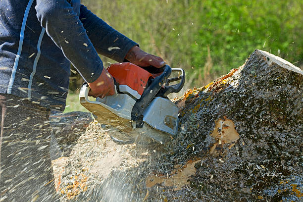 Best Palm Tree Trimming  in Rinna, VA