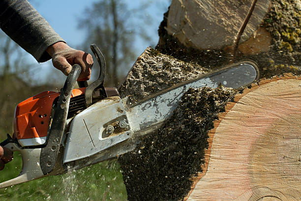 How Our Tree Care Process Works  in  Rivanna, VA
